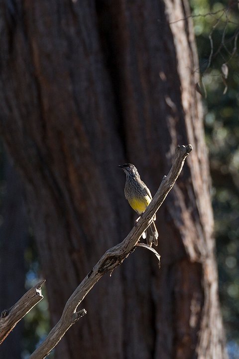 wattle bird